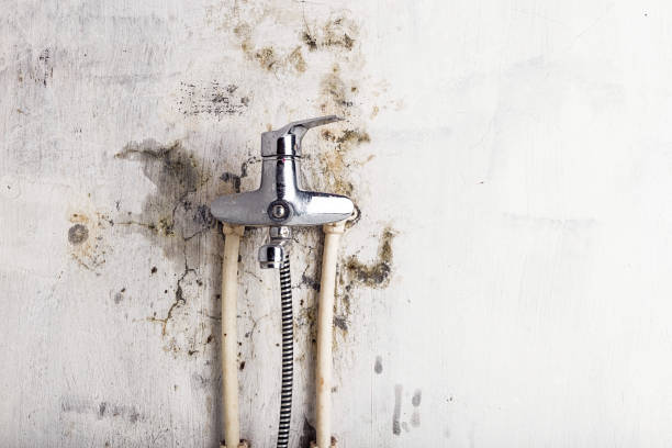 Best Mold Remediation Experts  in Altoona, PA