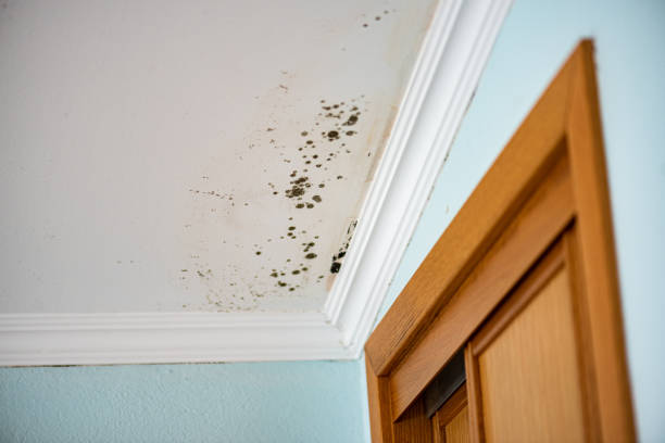 Crawl Space Mold Removal in Altoona, PA